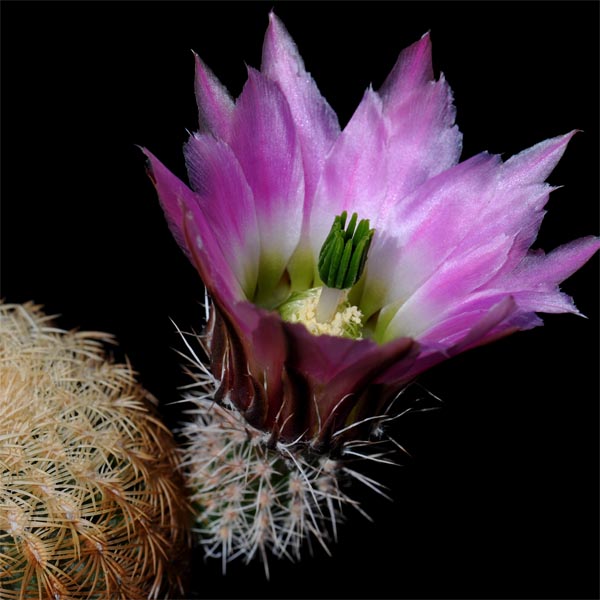 Echinocereus pectinatus (Villa Hidalgo, Zac, Mex)
