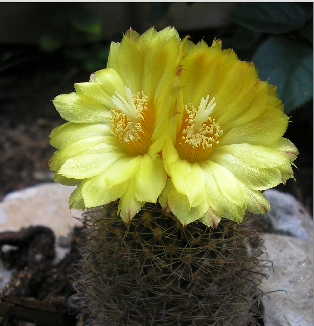 Parodia belenensis aff. KB 07 (Quebrada de Belen)