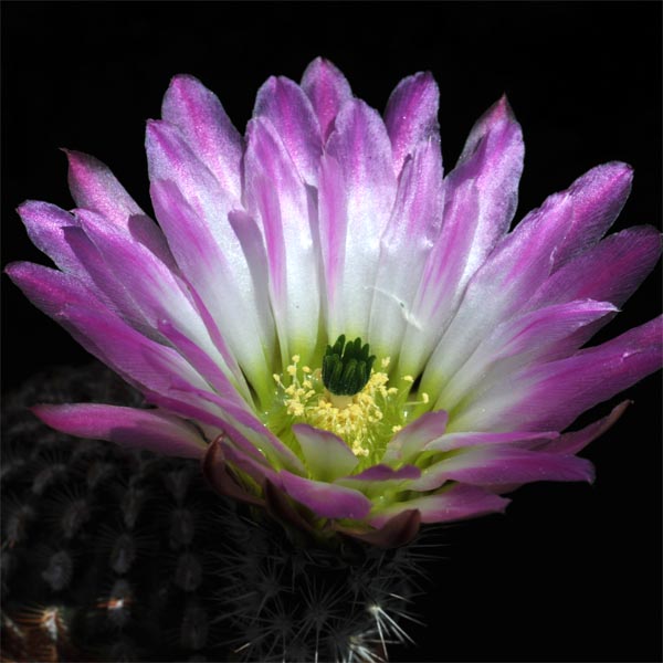 Echinocereus pectinatus (Salinas, Zac, Mex)