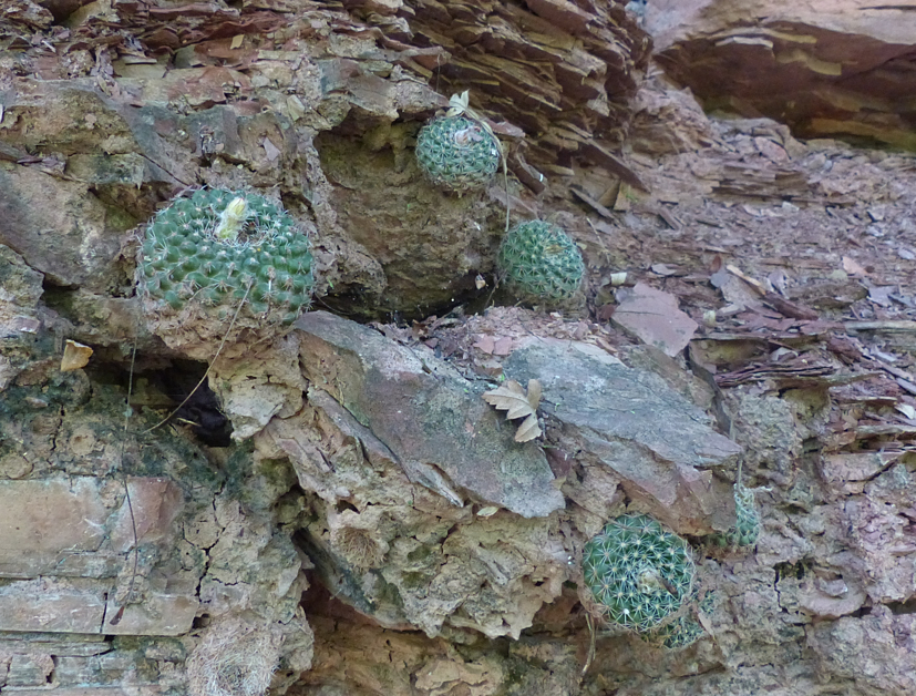 Parodia formosa 'cardenasii' MN 533 (E. Palos Blancos, 909m, Tarija, Bol) - 2