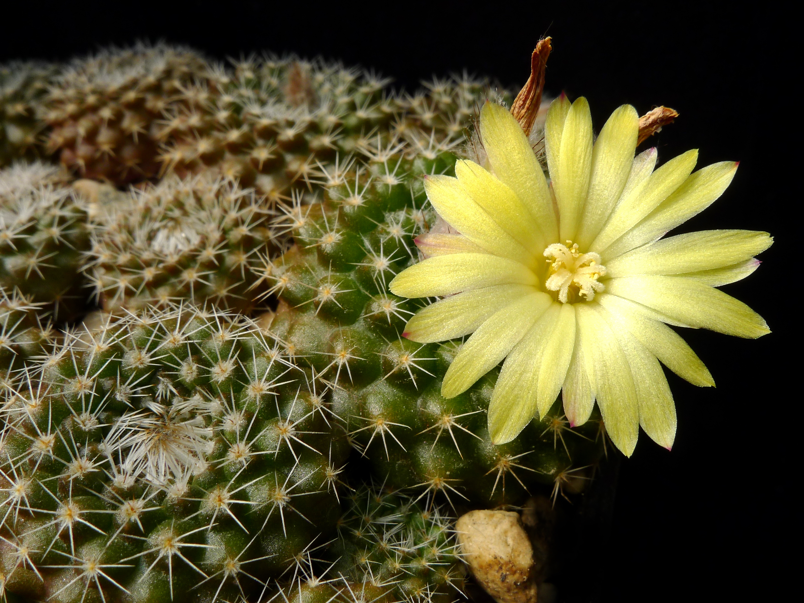 Parodia formosa 'cardenasii' MN 533 (E. Palos Blancos, 909m, Tarija, Bol)