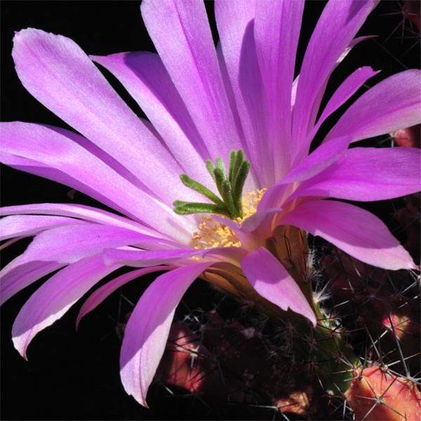 Echinocereus pentalophus ssp. procumbens (TX)