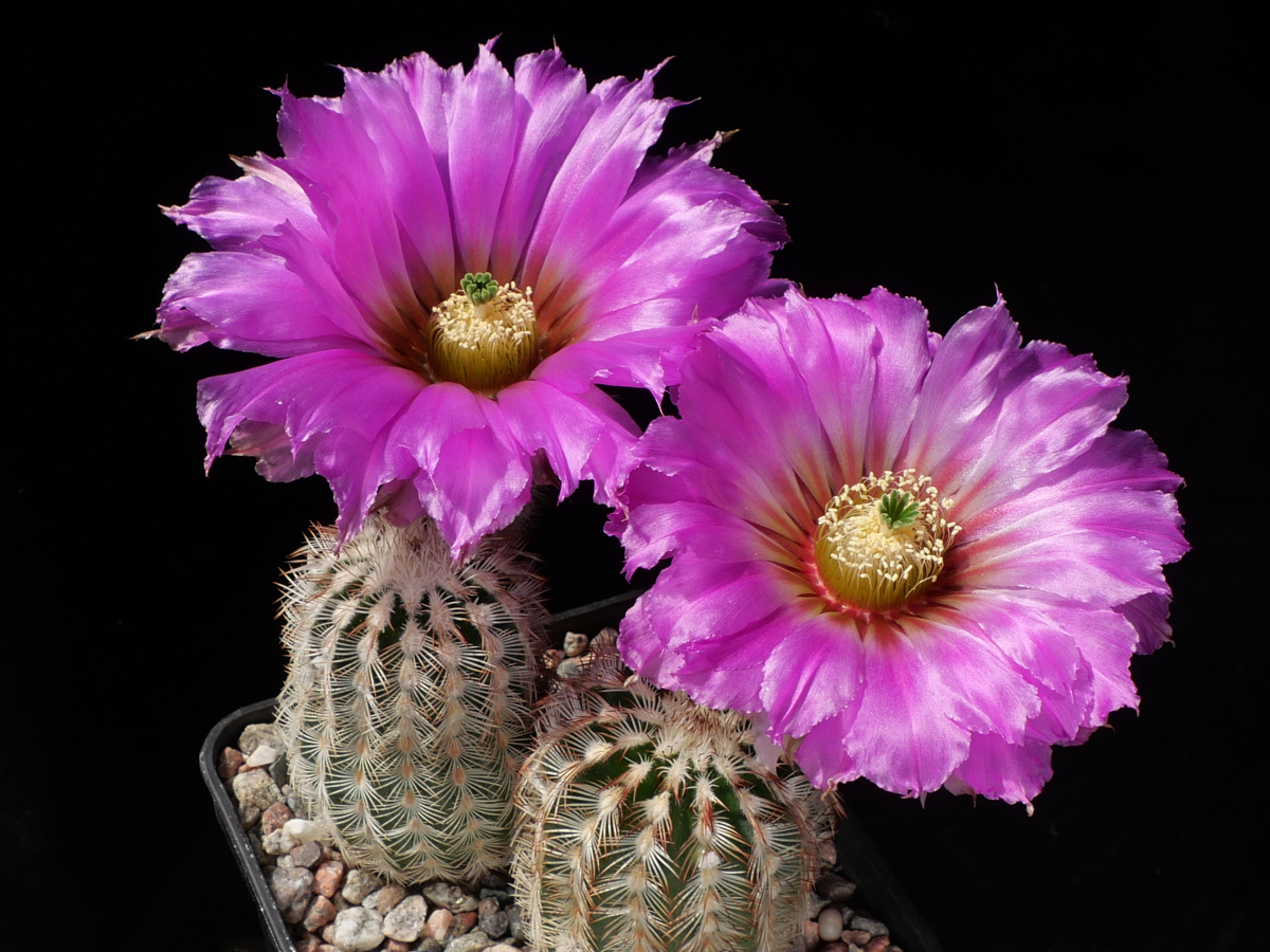 SuccSeed - Echinocereus reichenbachii ssp. caespitosus (Enchanted Rock, TX)