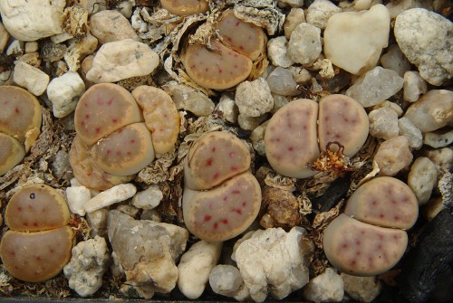 Lithops dinteri C 206