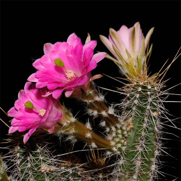 SuccSeed - Echinocereus scheeri (Huimira, Chihuahua, Mex)