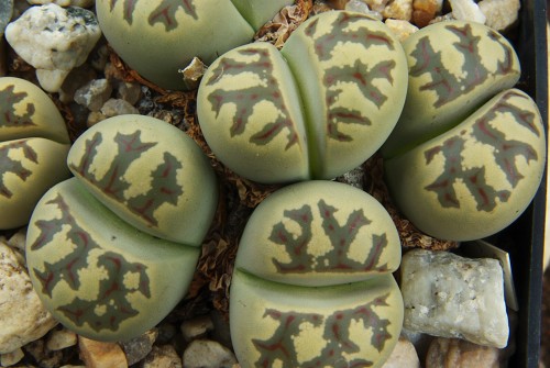 Lithops dorotheae C 300