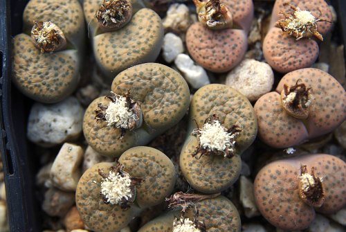 Lithops fulviceps C 220