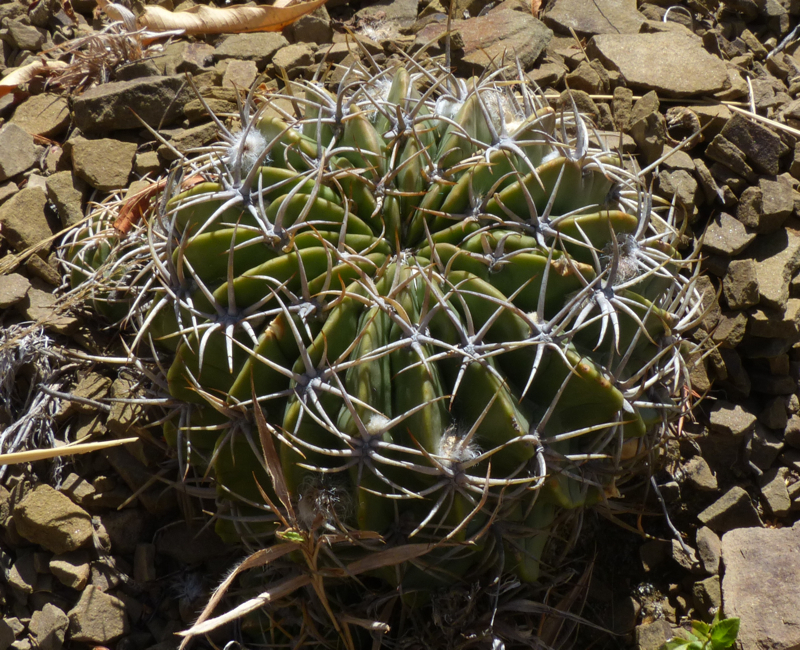 Echinopsis obrepanda MN 453 (near Molinos, Bol) - 2