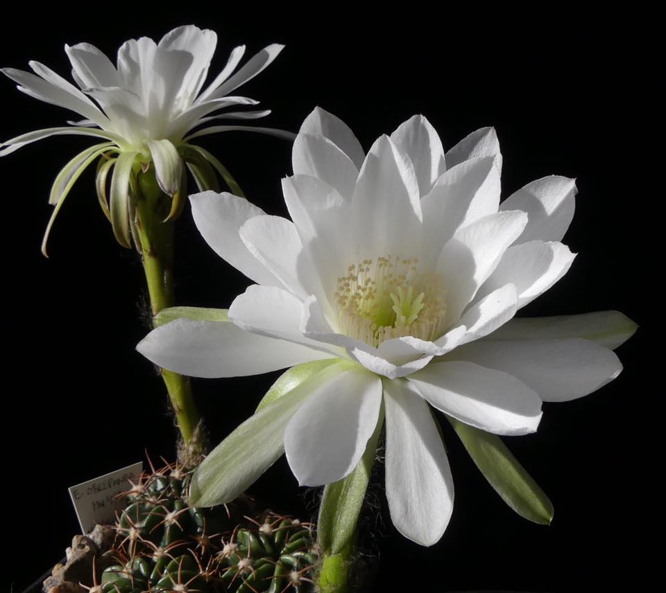 Echinopsis obrepanda MN 453 (near Molinos, Bol)