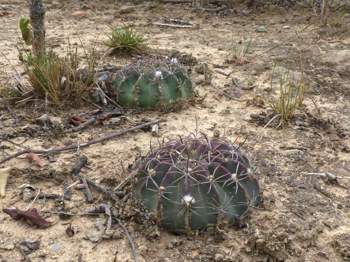 Echinopsis rojasii MN 426 (11km W of Mairana, Santa Cruz, Bol) - 2