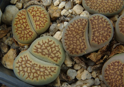 Lithops hallii 'reticulata' C 087