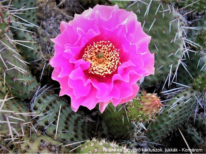 SuccSeed - Opuntia polyacantha (Wallace, Kansas)