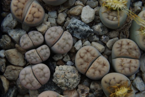 Lithops karasmontana 'signalberg' C 065