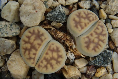 Lithops karasmontana v. lericheana C 193