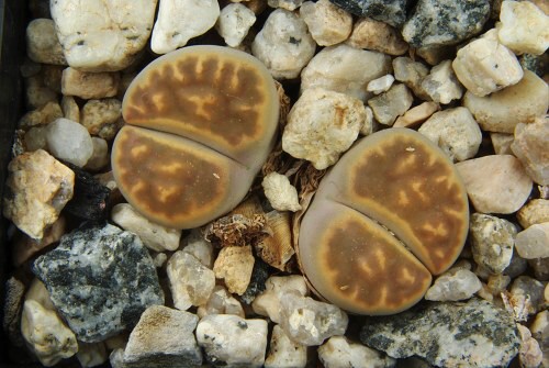 Lithops karasmontana v. lericheana C 267