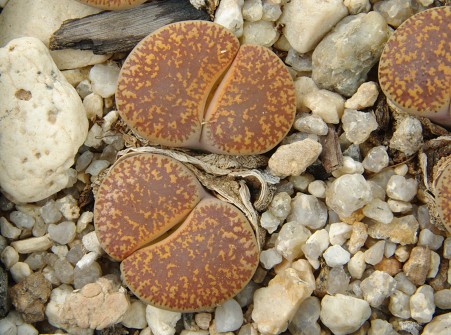 Lithops lesliei v. hornii C 364 (45 km SSW Kimberley South Africa)