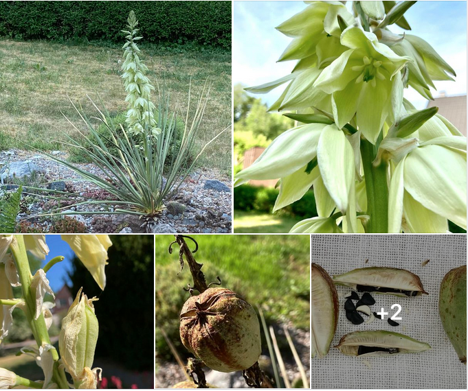 SuccSeed Yucca glauca MN 567 (Shields Gulch, E Buena Vista, 2620m, CO)