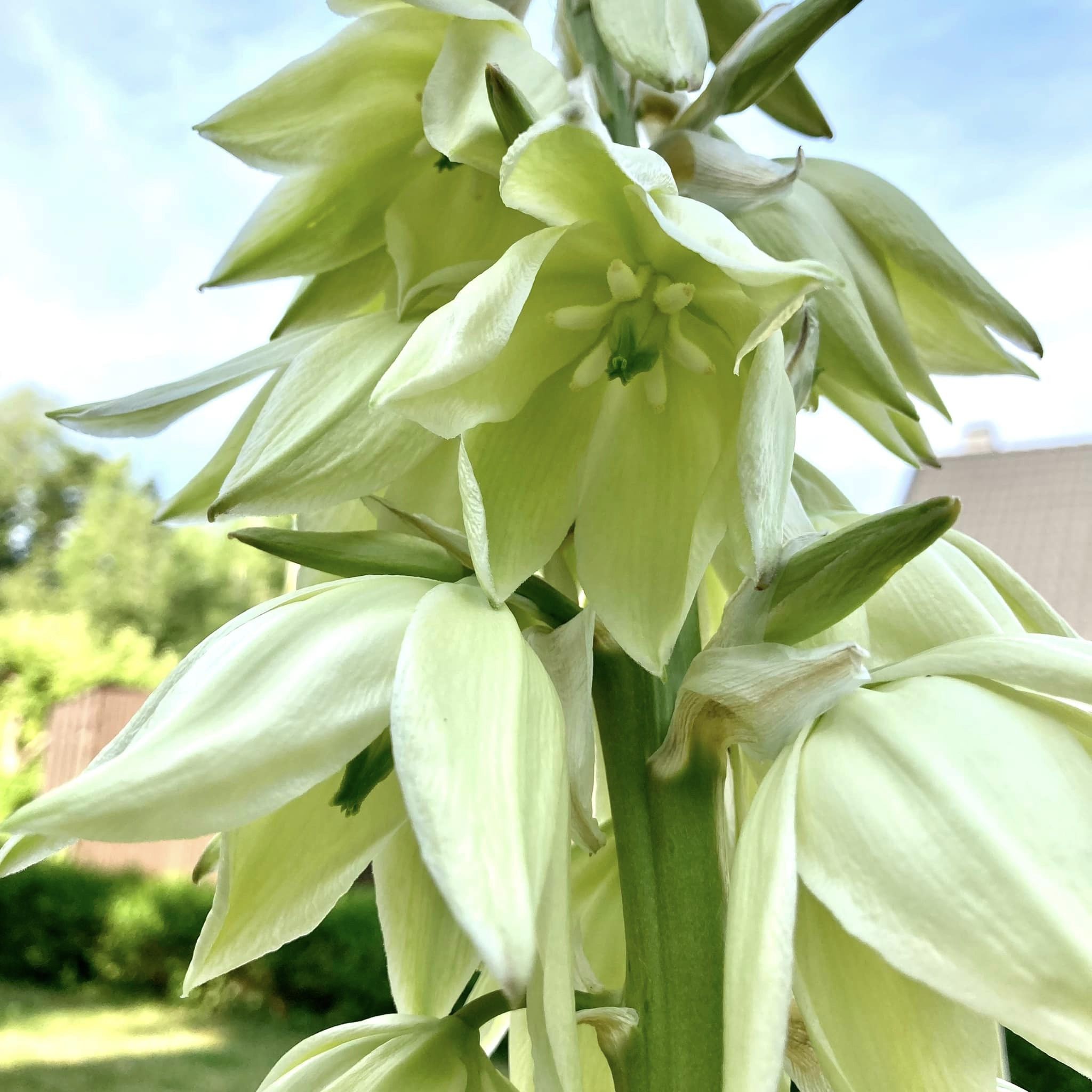 SuccSeed Yucca glauca MN 567 (Shields Gulch, E Buena Vista, 2620m, CO)