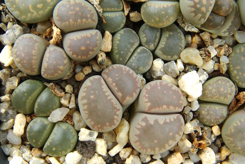 Lithops villetii C 195
