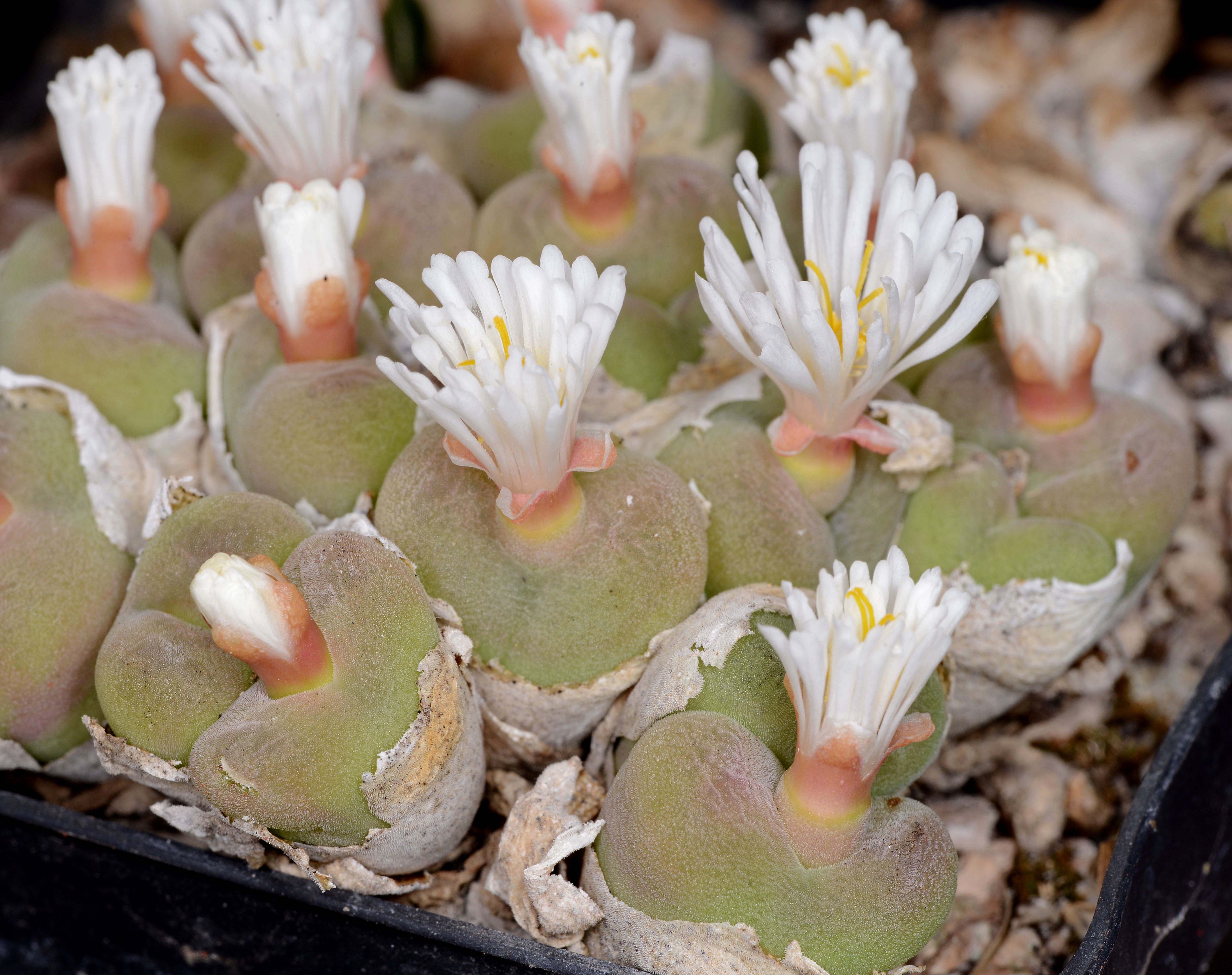 Conophytum concavum  (W Soebatsfontein)