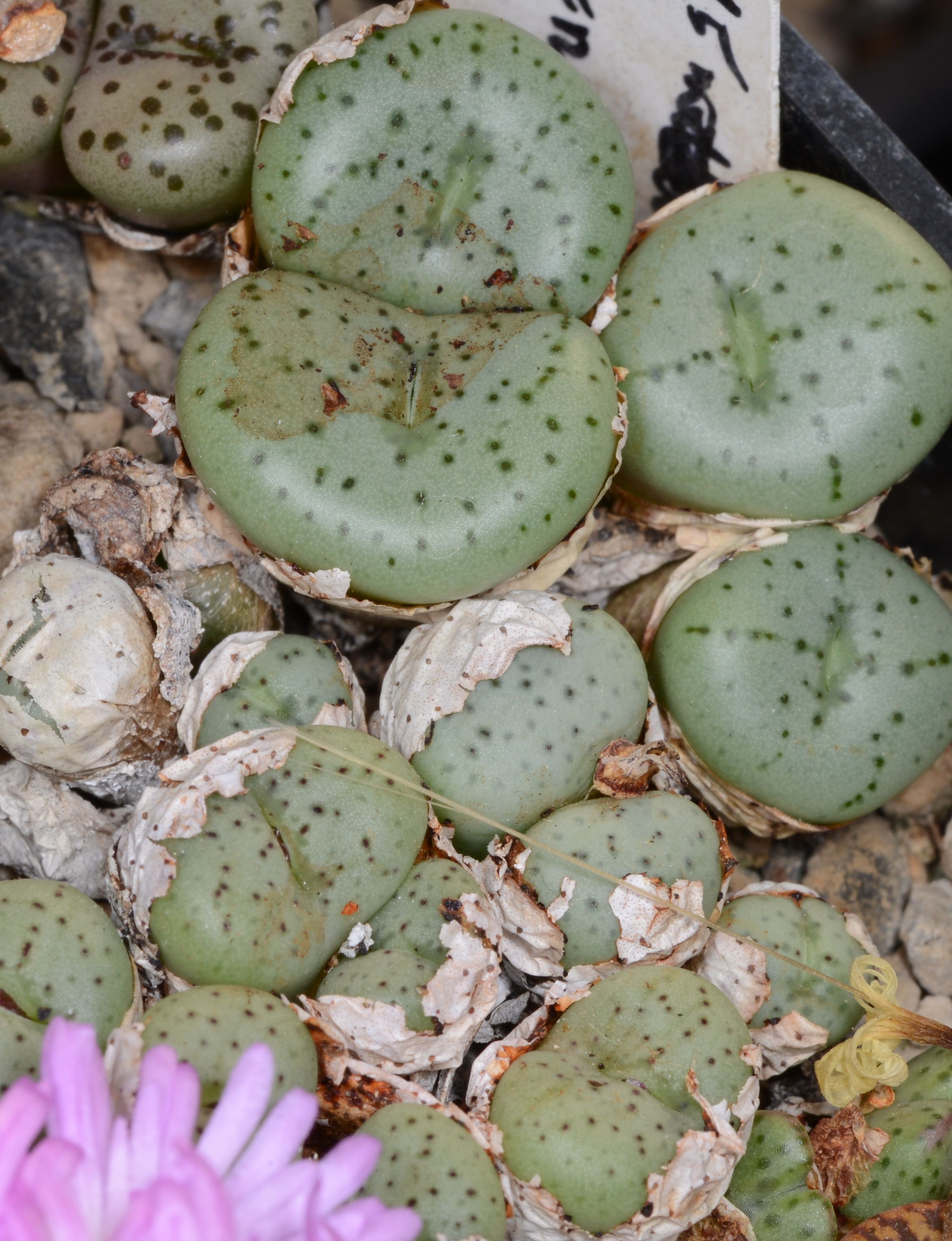 Conophytum minimum (Touwsfontein) - 2