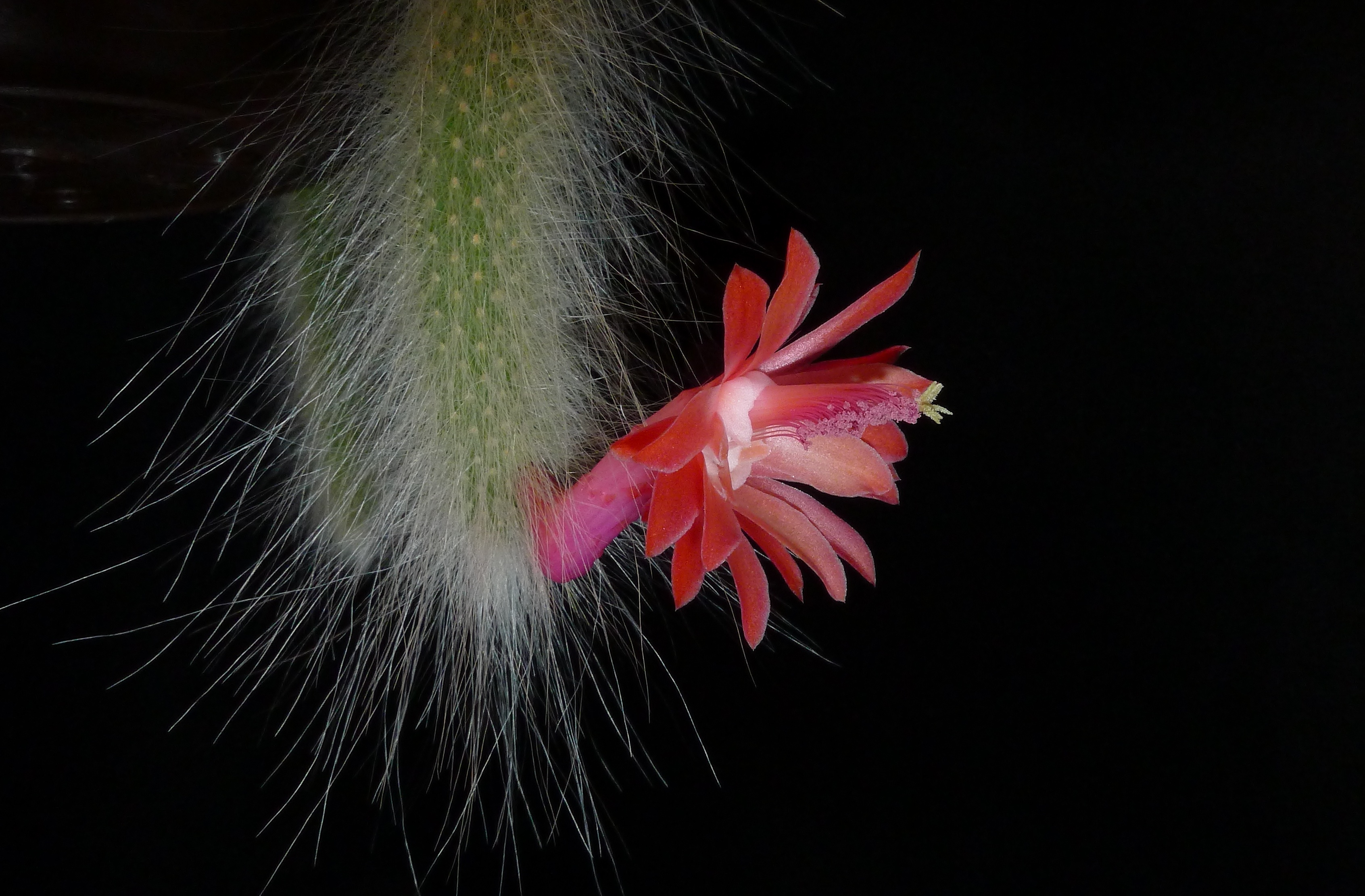 [PLANT/PFLANZE] Hildewinteria colademonis (8-10 cm)