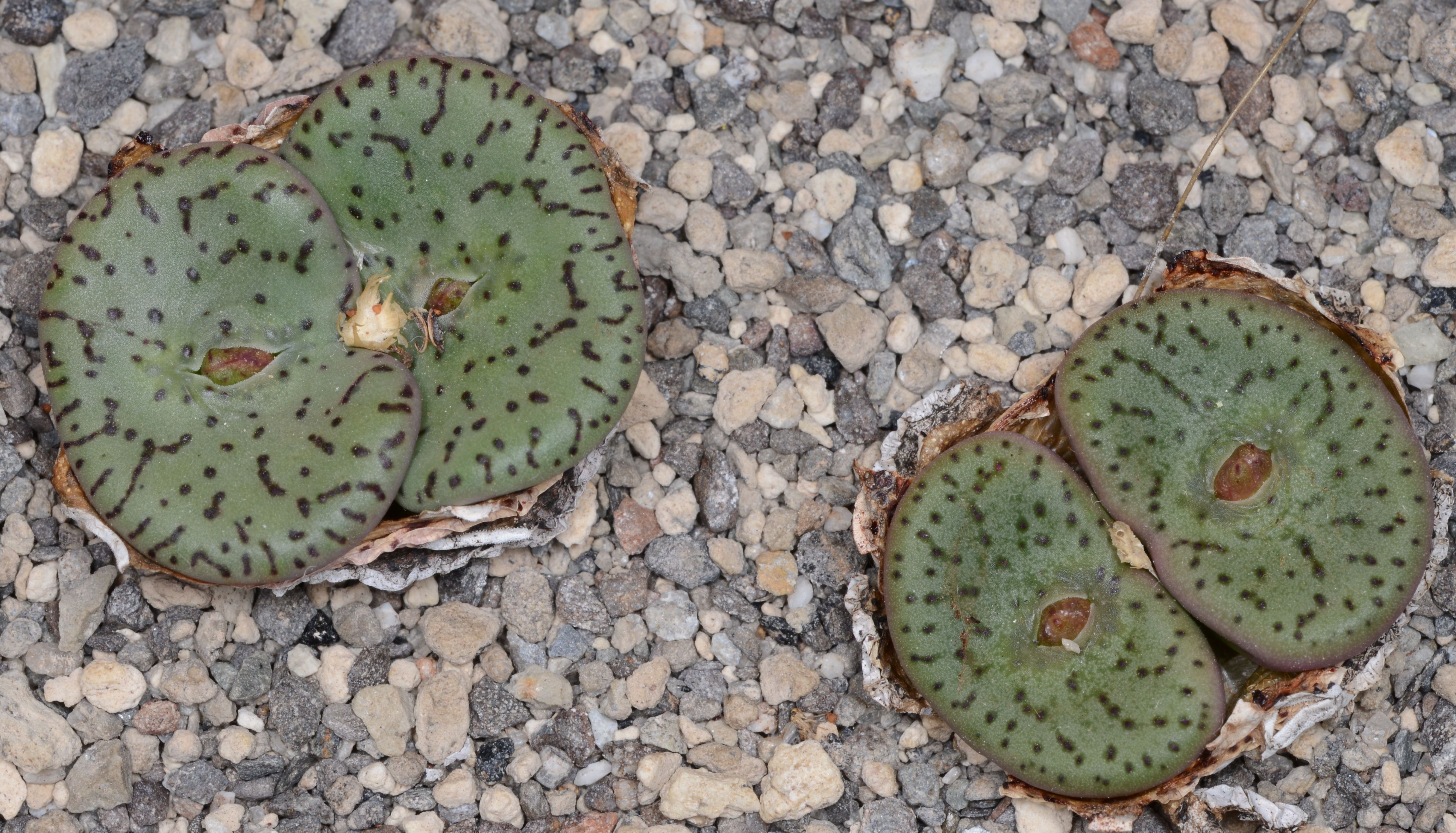 Conophytum obcordellum 'declinatum' (W Soutpan)