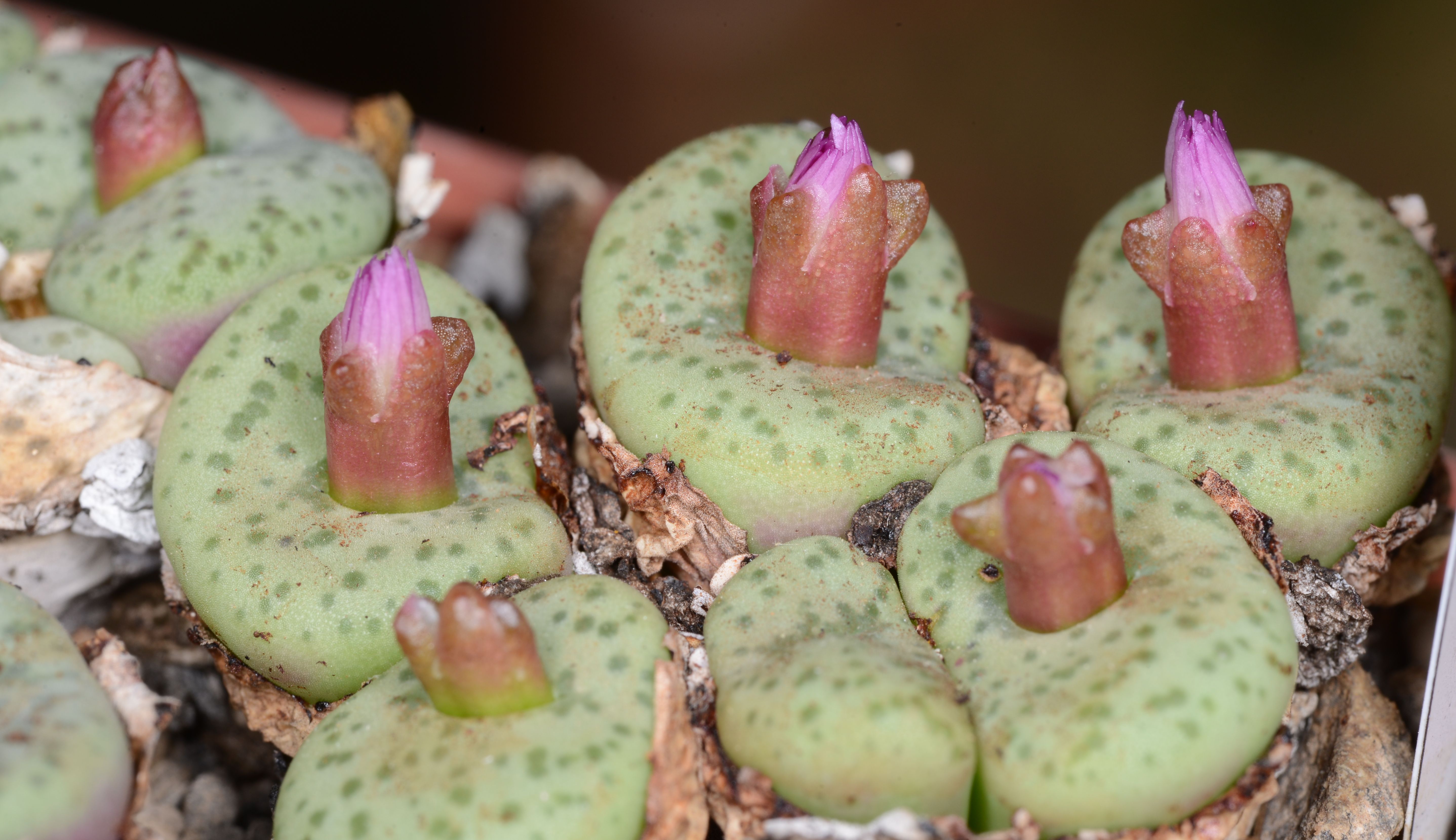 Conophytum obcordellum (Blinkwater) - 2