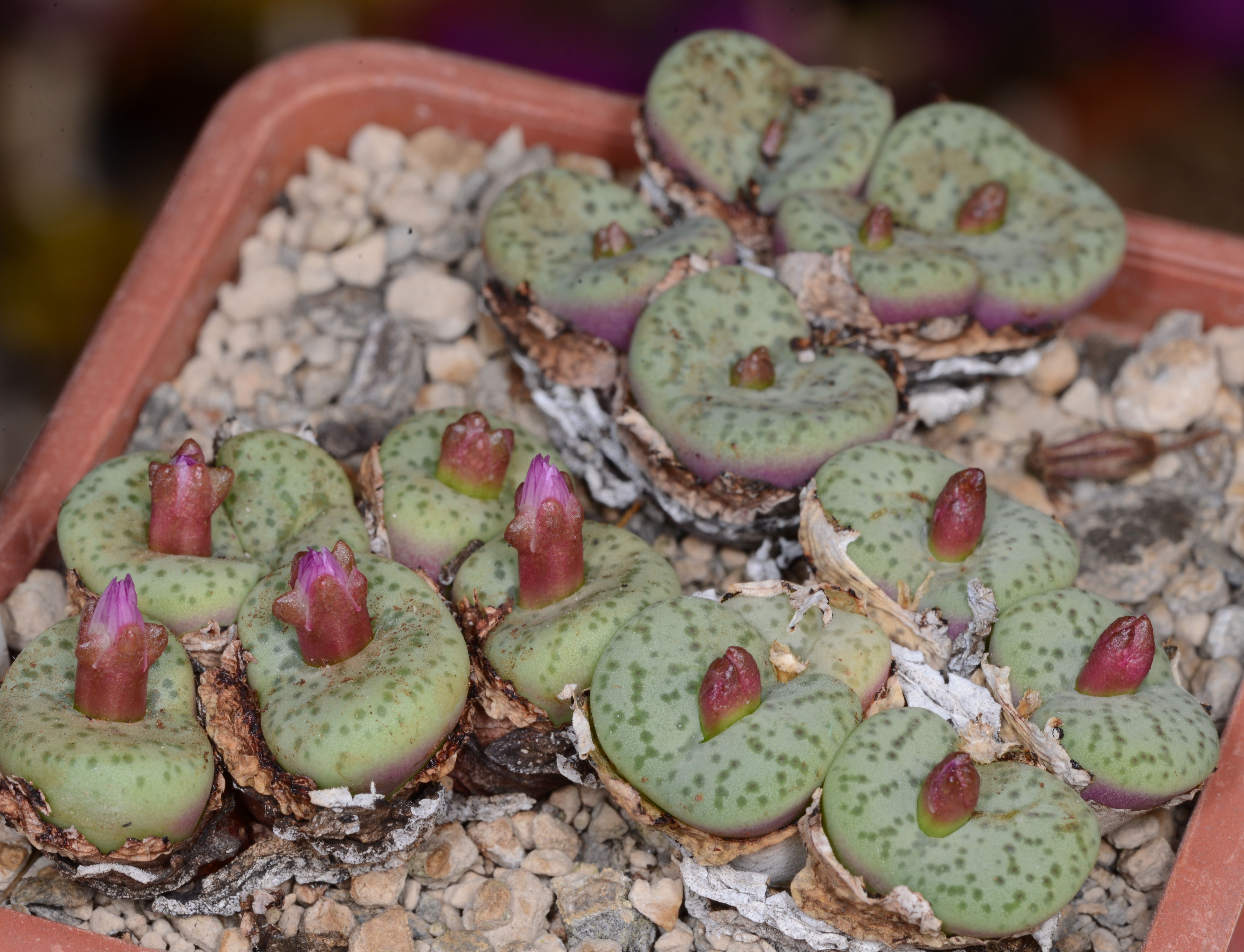 Conophytum obcordellum (Blinkwater)