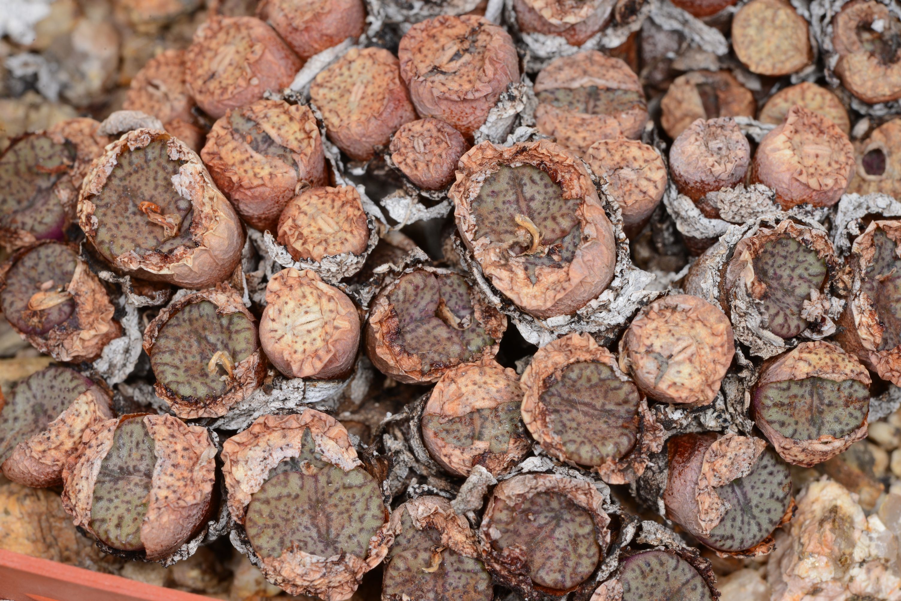 Conophytum obcordellum v. ceresianum (Saalberg, E Ceres)