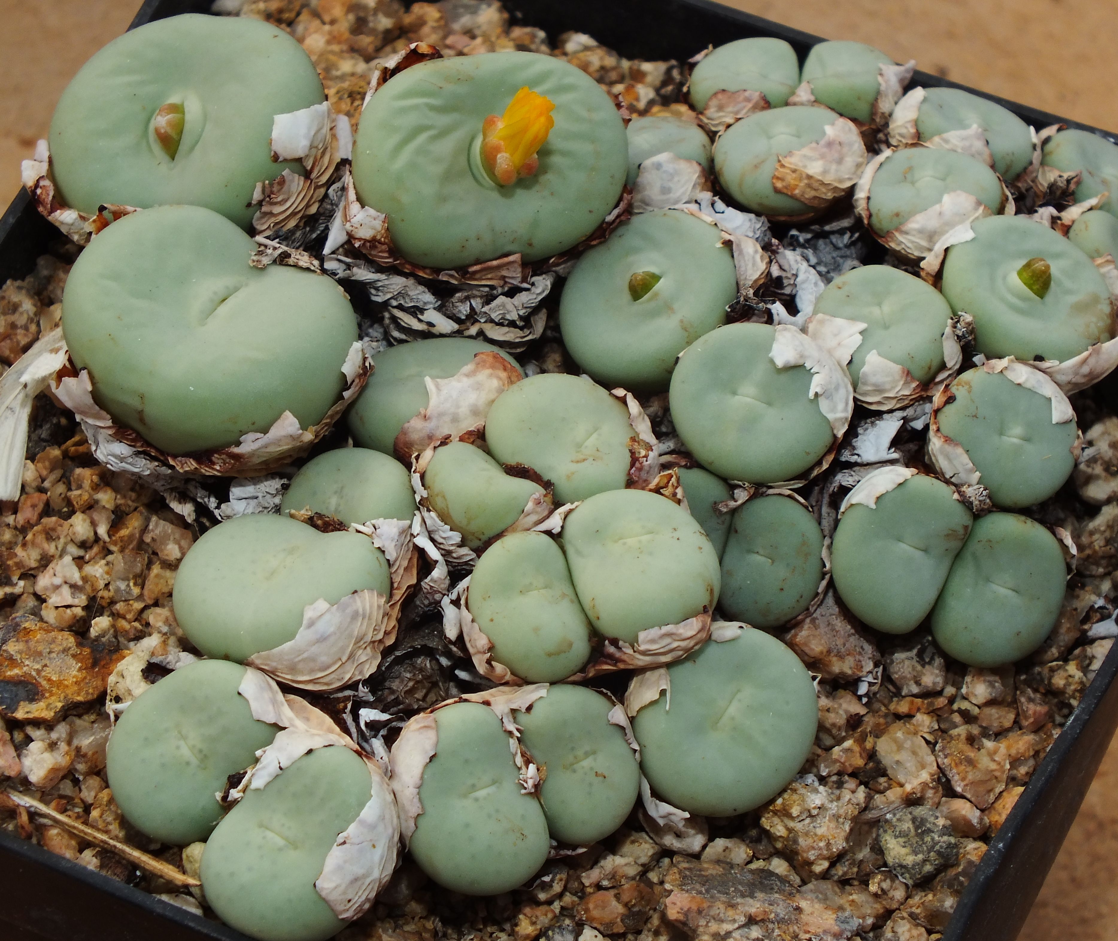 Conophytum pagae 'johannis-winkleri' (Namuskloof, Nam)