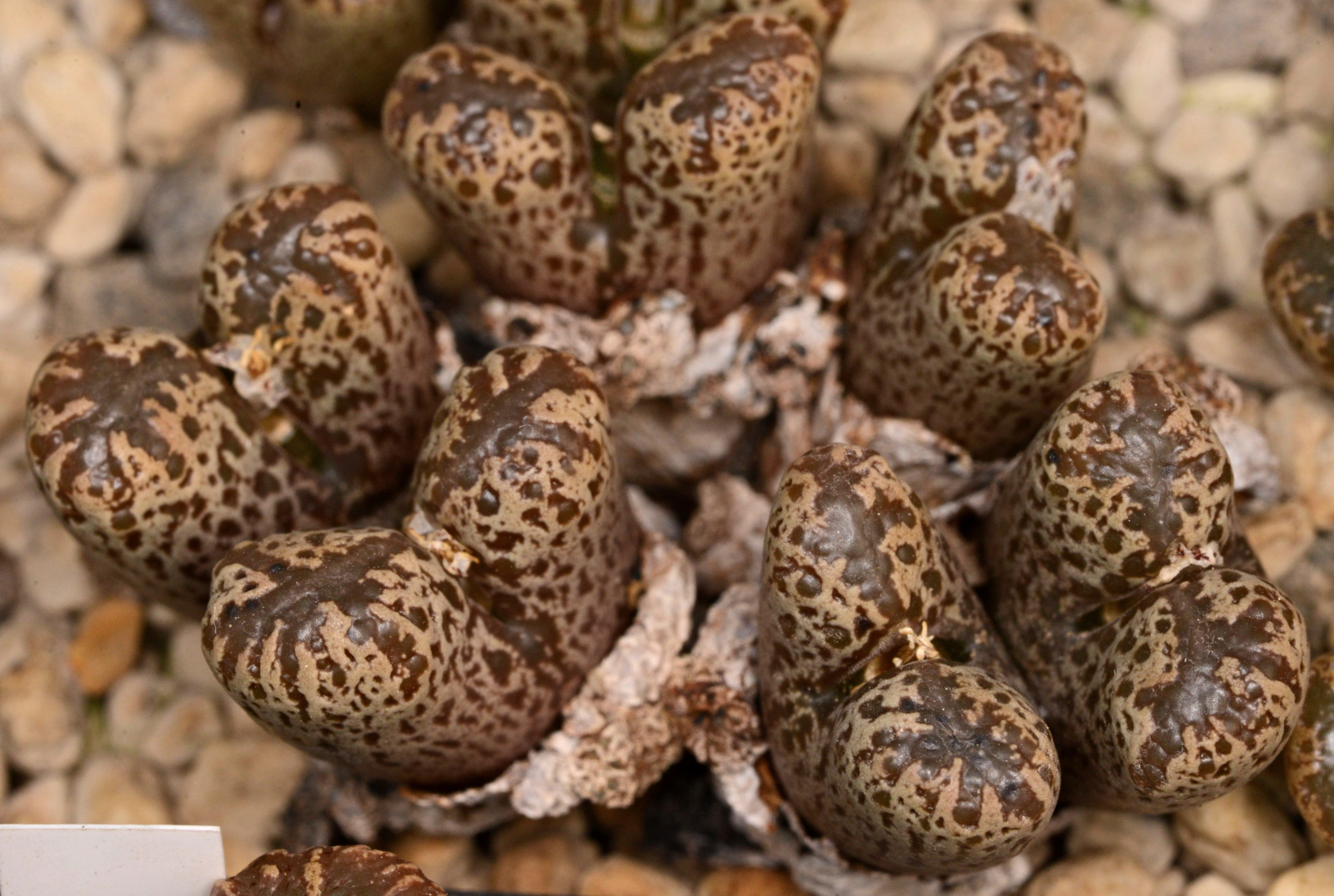 Conophytum pellucidum aff. terricolor (Bulletrap)