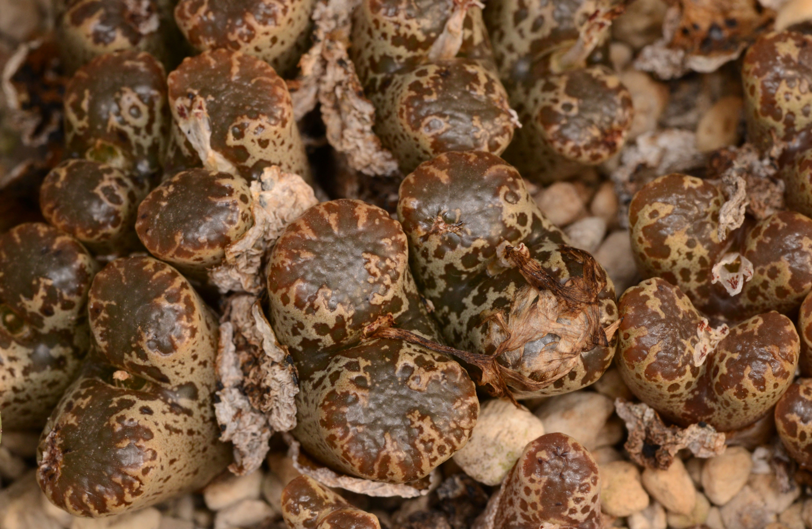 Conophytum pellucidum aff. terricolor (Bulletrap) - 2
