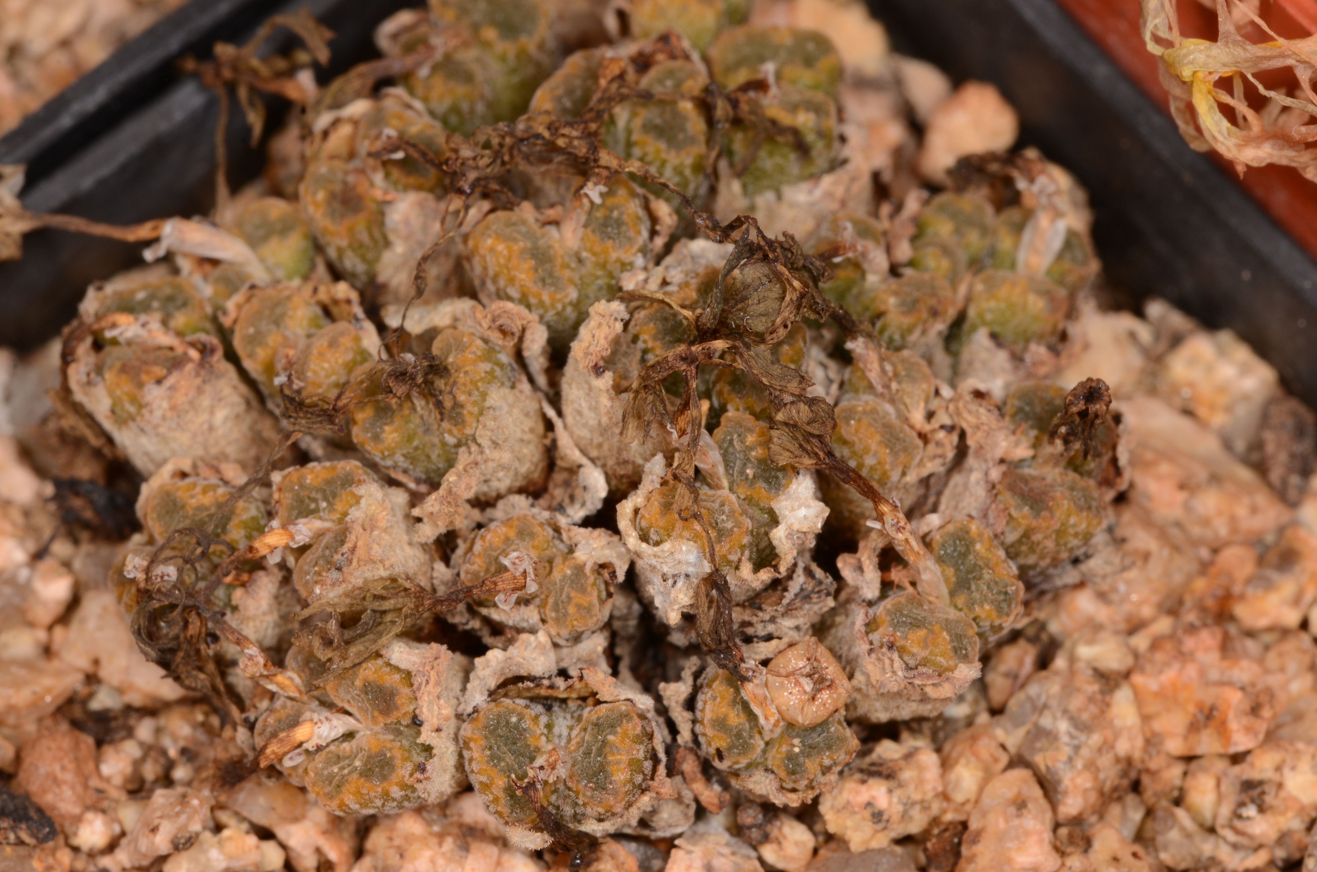 Conophytum pellucidum ssp. cupreatum v. terrestre SB 1493