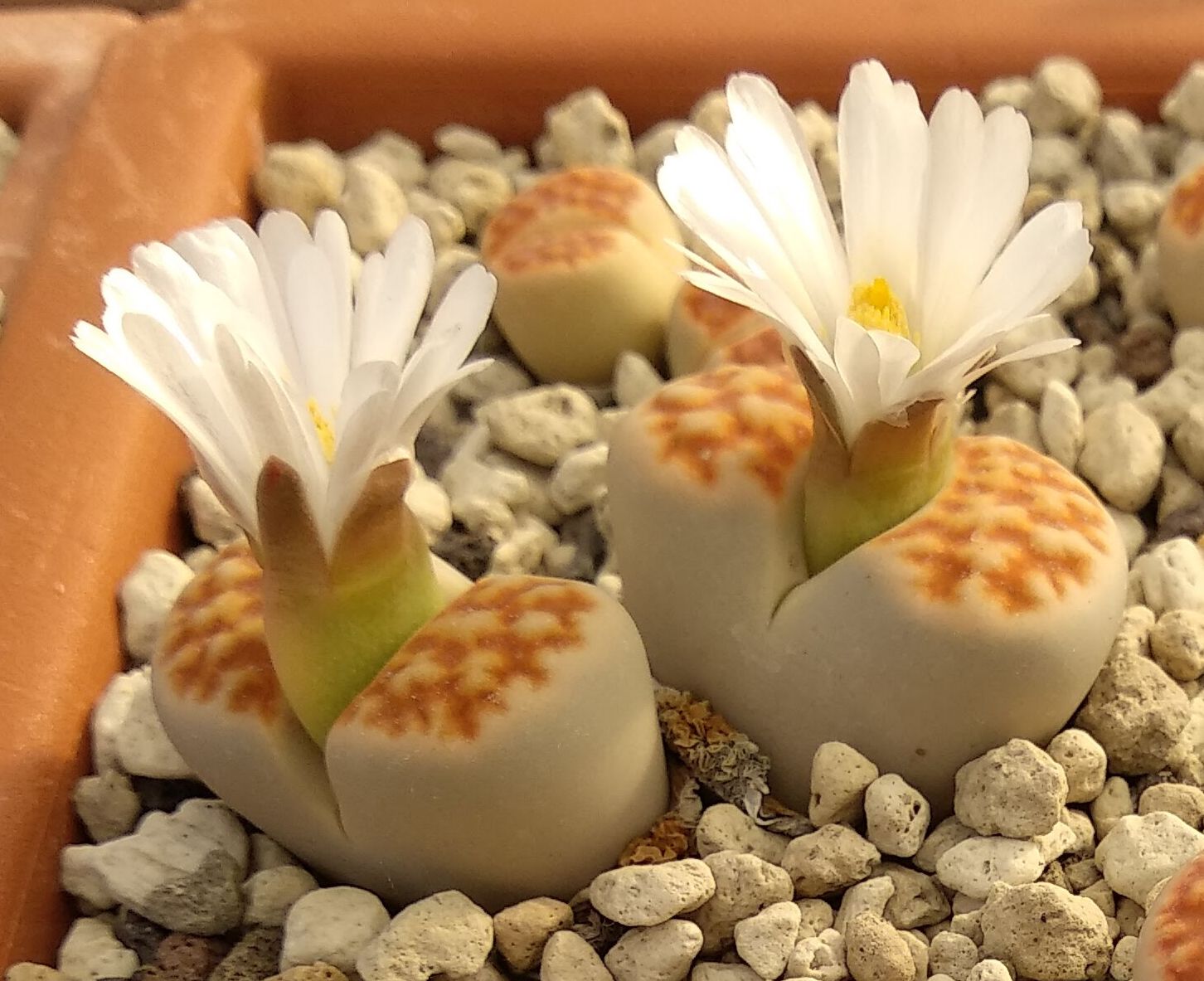 Lithops karasmontana 'summitatum' Red selection