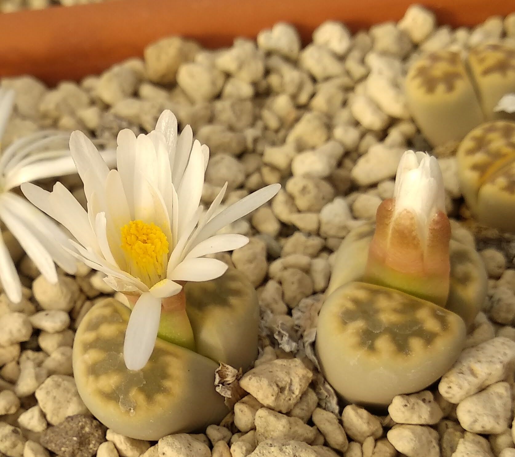 Lithops karasmontana C 408