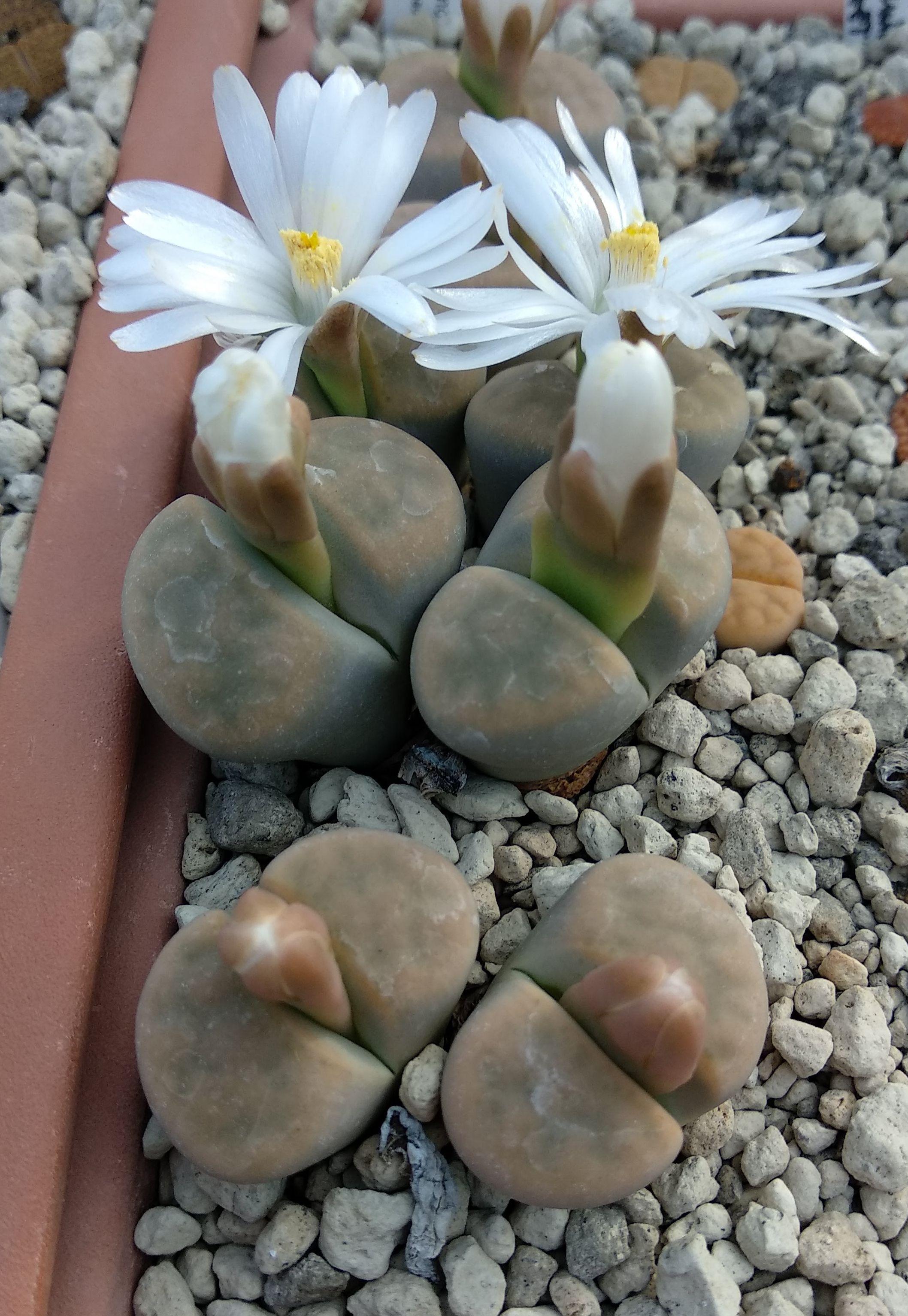 Lithops karasmontana v. immaculata C 417 - 2