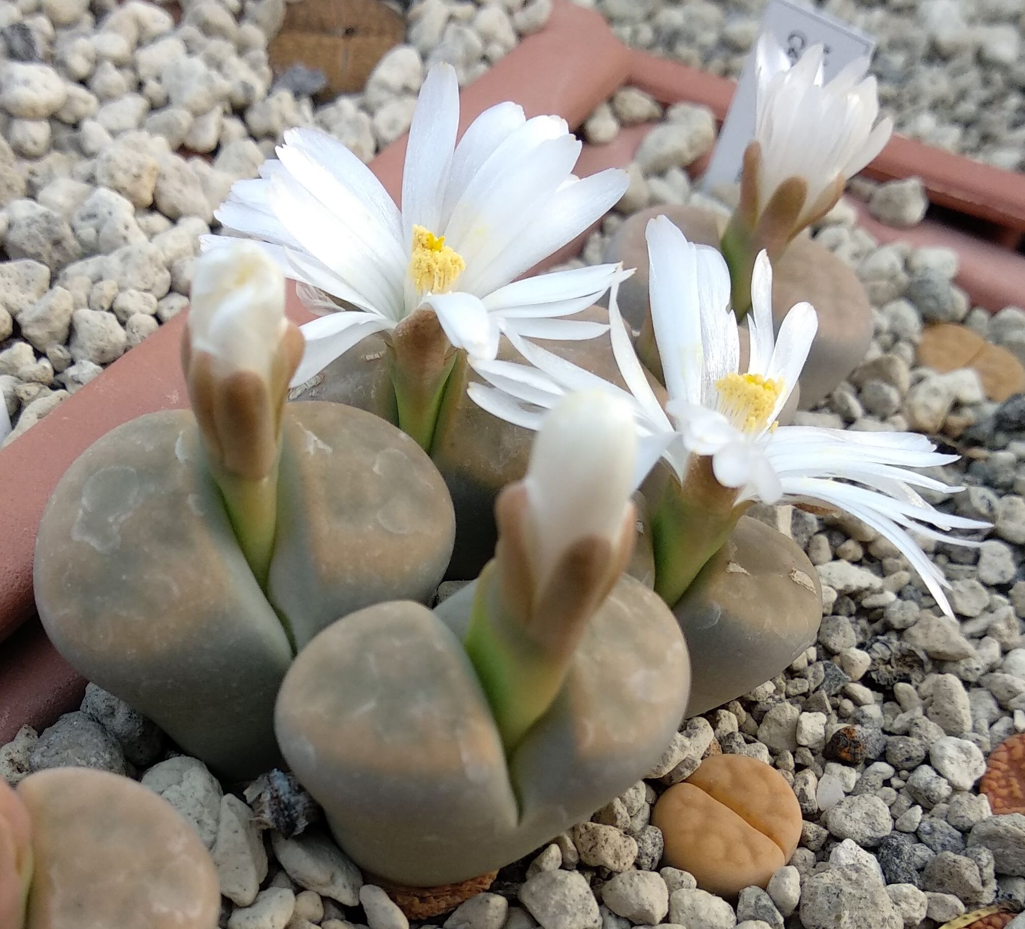 Lithops karasmontana v. immaculata C 417