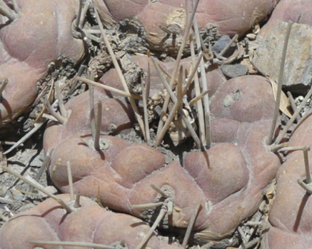 Weingartia neumanniana 'ssp. dagmariana' MN 735 (Impora - Mal Paso, 3600m, Bol) - 2