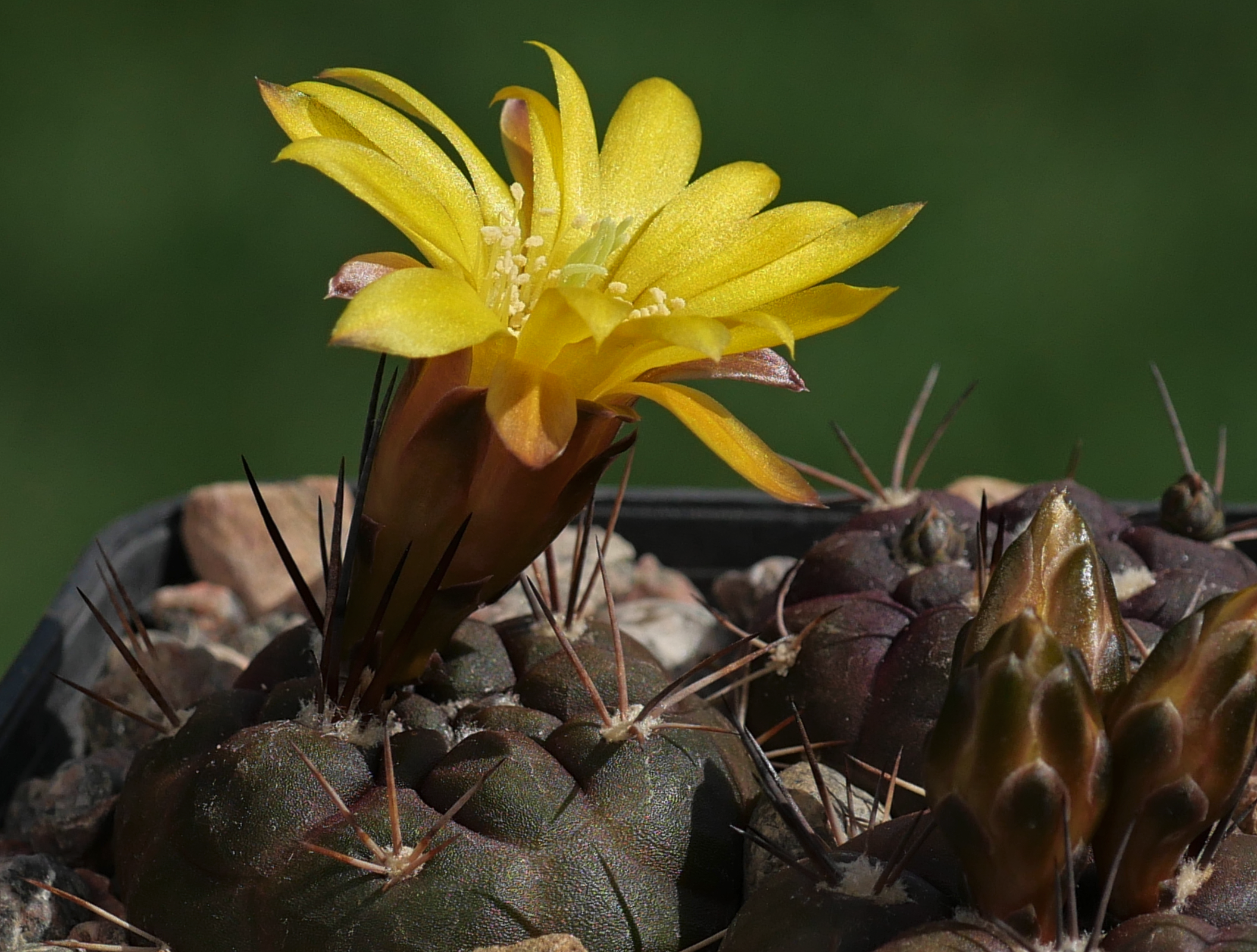 Weingartia neumanniana 'ssp. dagmariana' MN 735 (Impora - Mal Paso, 3600m, Bol)