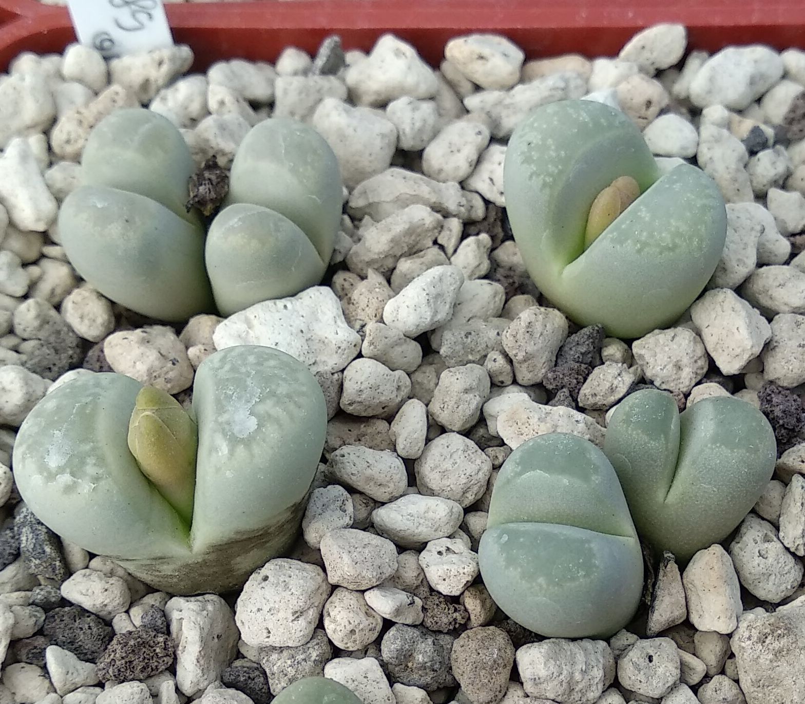 Lithops optica C 289