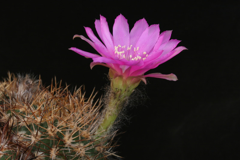 Lobivia calorubra v. cardenasiana WR 498 (E Tarija, Bol)