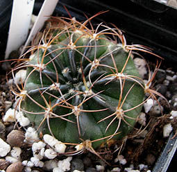 Lobivia calorubra v. pojoensis WR 188 (Pojo, Bol)