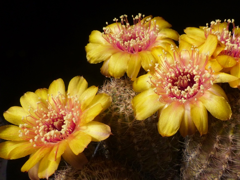 Lobivia chrysantha MN 111 (Ingr. Maury, Qda del Toro, Arg)