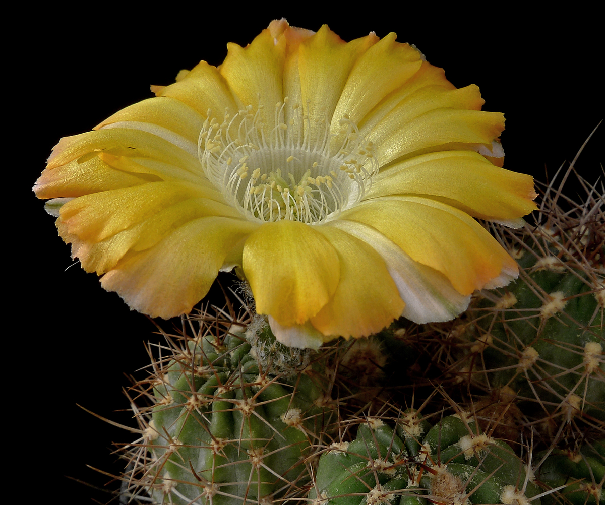 Lobivia haematantha v. hualfinensis 'fechseri' WR 230 (Nacamientos, Arg)