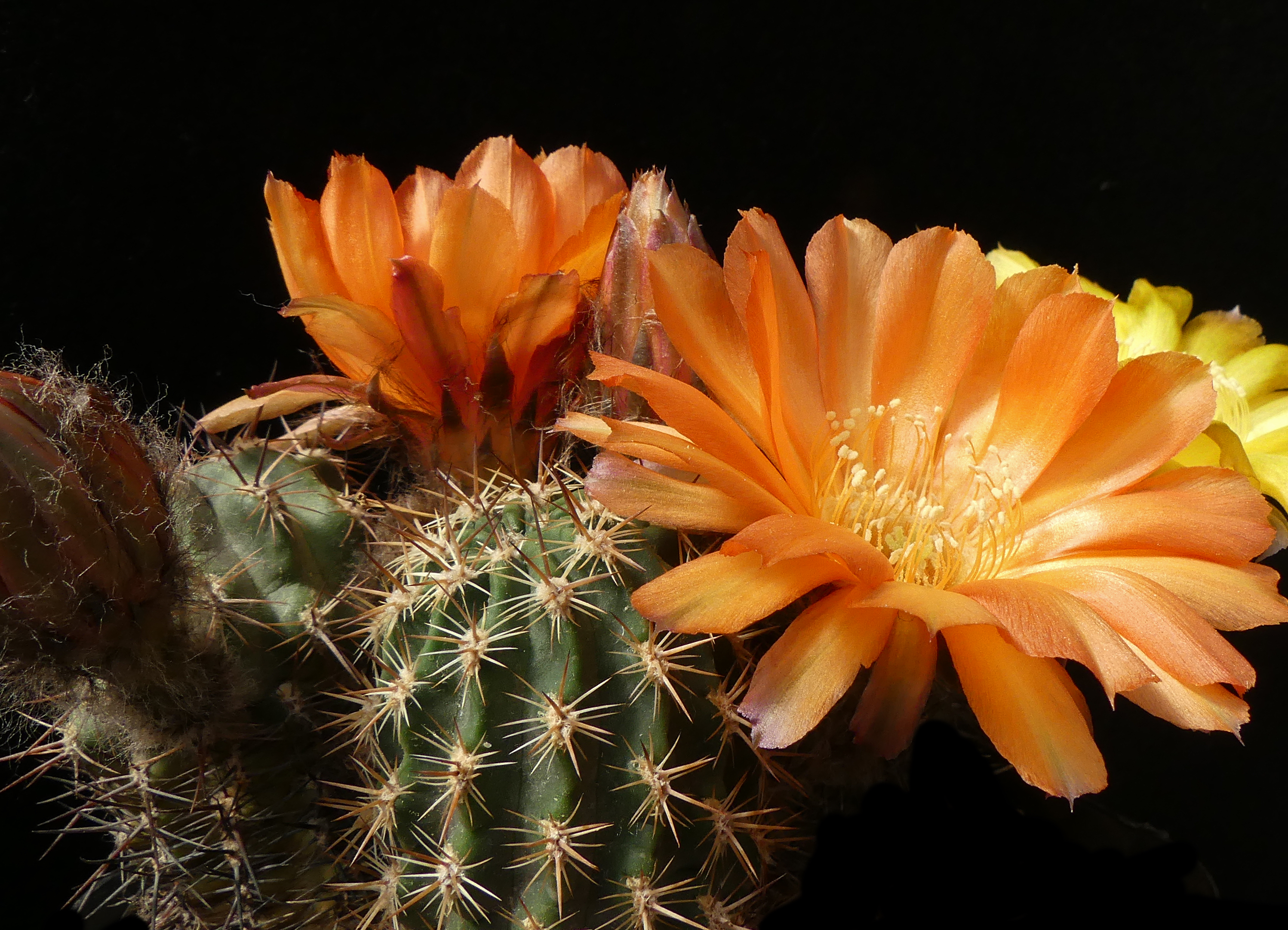 Lobivia haematantha v. kuehnrichii MN 81 (Piedra del Molino, Arg)