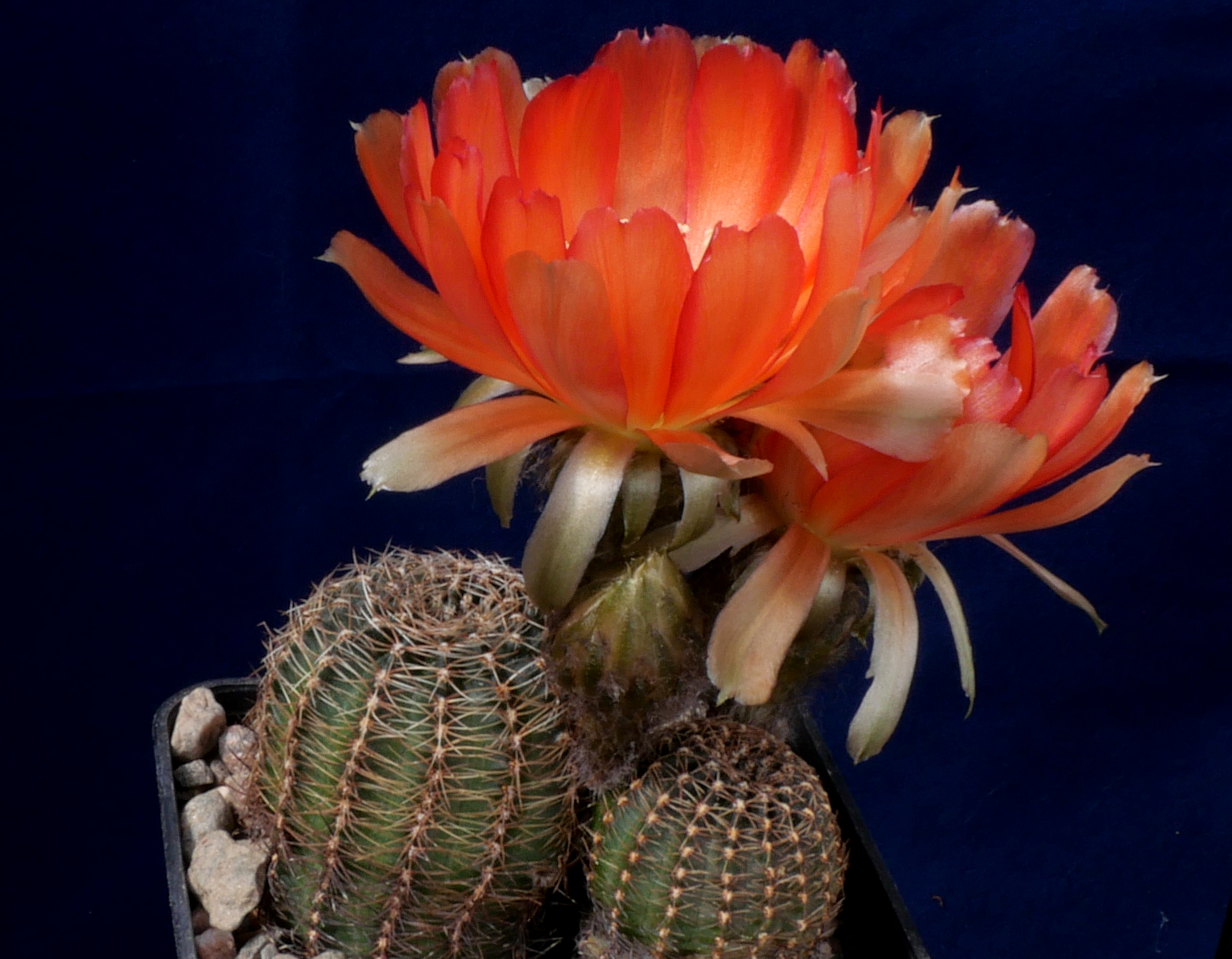 Lobivia haematantha v. rebutioides MN 44 (Volcan, Arg)