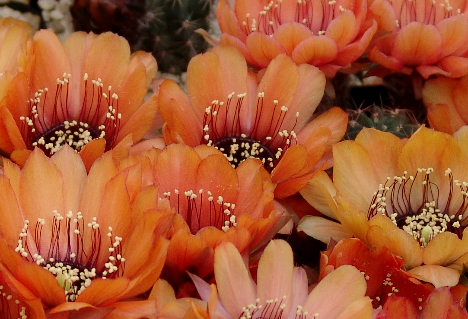 Lobivia jajoiana v. fleischeriana WR 580 (Volcan, 2400m, Arg)