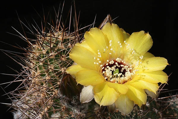 Lobivia marsoneri 'rubescens' MN 27 (Humahuaca, 2950m, Arg)