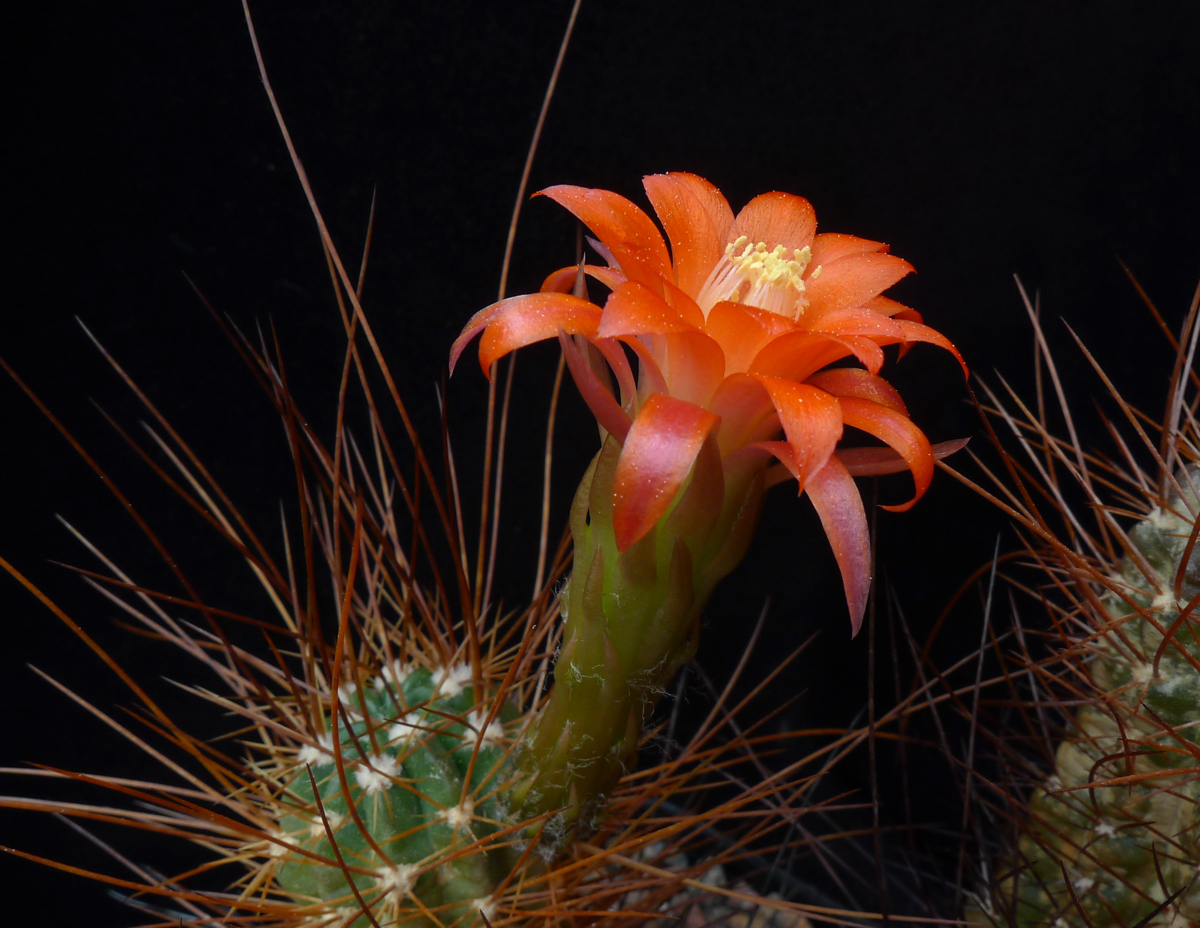 Lobivia maximiliana v. caespitosa WR 57 (Coch, Bol)